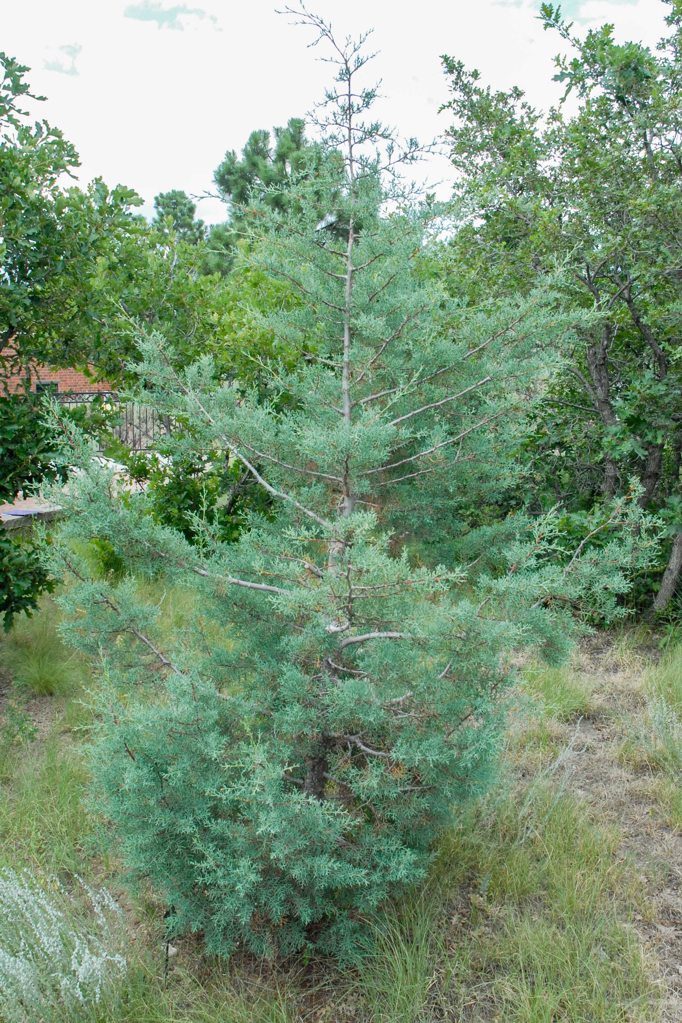 Arizona Cypress
